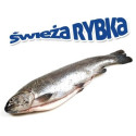 Pstrąg